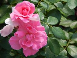 Close-up of the beautiful, pink and white rose flowers and green leaves