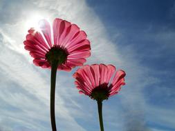 Flowers Sky, bottom view