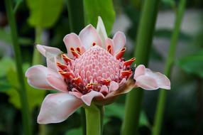 Flower Ginger Flowering