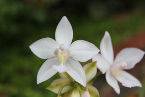 Flower Orchid White in a blurred background