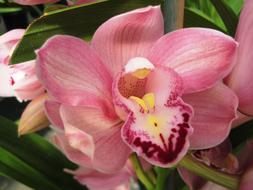 Flower Orchid Pink