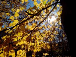 yellow leaves on a tree illuminated by the sun
