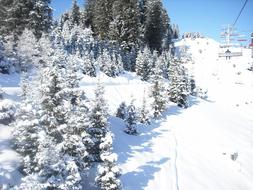 Snow Winter Trees