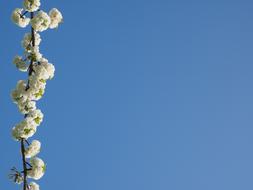 White Cherry Blossom Tree