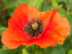 orange Poppy Blossom in Garden