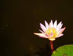 Lotus West Java