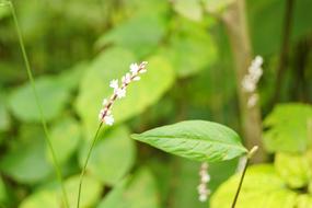 flowers in green grass in blurred background