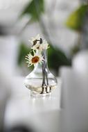 Close-up of the beautiful and colorful flowers in the vase with water
