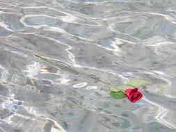 Flower Pink Red