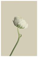 Ranunculus White Flower