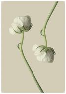 a pair of white flowers on a white background