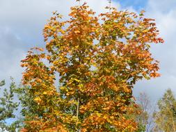 Maple Tree Colors