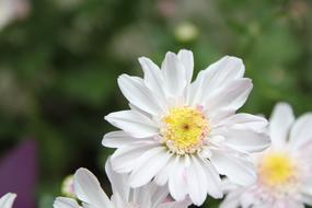 Chu Chrysanthemum Flower Hua