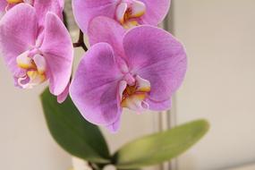 purple orchid on a beige wall background