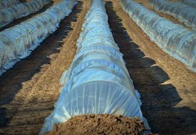 Growing food on the farm