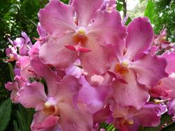 Pink Tropical Orchid flowers at garden