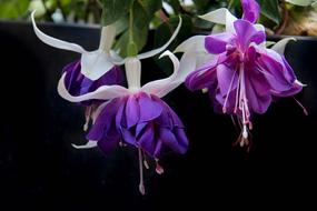 Fushia Flower on black background