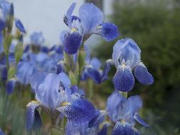 blue irises in the garden