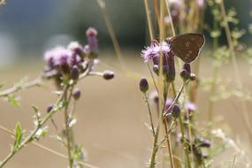 Spring Butterfly