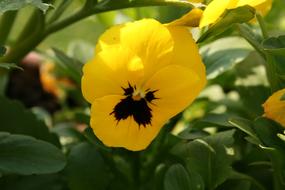 Close Up photo of yellow Flower Blossom