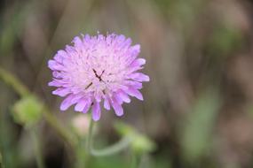 Close-up of the beautiful, blooming, purple flower of different shades on the pasture