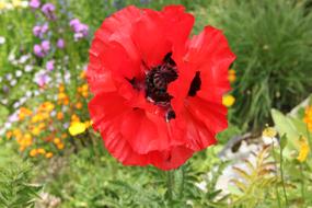 red Flower Blossom Bloom at summer
