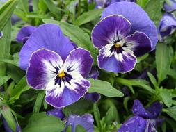Pansy Viola Purple flowers