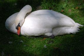 Swan Rest