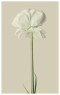 Ranunculus White Flower