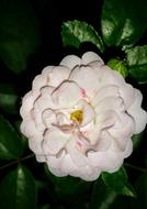 Roses Flower Floral