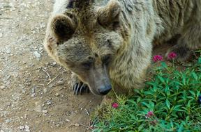 fluffy bear with flowers