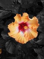 Hibiscus, orange Flower with Red core