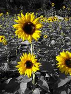Sunflowers in bloom in a farmer field