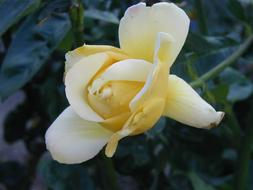 White Floral Rose