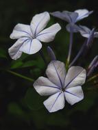 Plumbago as a Purple Flower