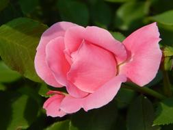Rose Flower Pink Roses