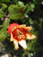 flower on Pomegranate Tree