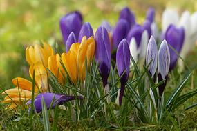 Crocus Flower Spring