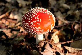 red poisonous mushroom in the forest