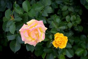 Fresh Yellow Rose Flowers in garden