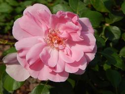 Pink Rose Flower at garden