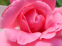 Pink Rose Flower petals