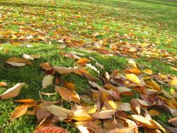 Autumn Park