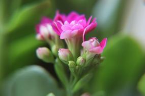 Flower Bud Kalanchoe in a blurred background