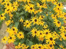bush of yellow daisies close up