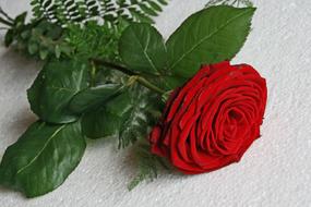 Close-up of the beautiful, red rose flower with shiny, green leaves