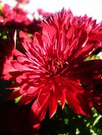 Red Asters Flowers in garden