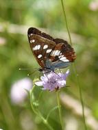 Limenitis Reducta Nymph Streams butterfly