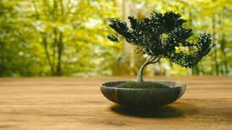 Bansai tree in a stone pot