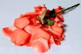 Red Petals Rosa